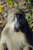 Baboon smile, Chobe National Park