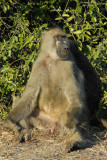 Baboon, Chobe National Park