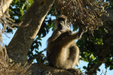 Baboon in a tree, Chobe National Park