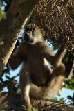 Baboon in a tree, Chobe National Park