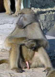 Excited male baboon, Chobe
