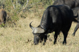 Buffalo, Chobe National Park