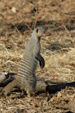 Banded mongoose, Chobe National Park