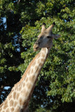 Giraffe, Chobe National Park