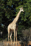 Giraffe, Chobe National Park