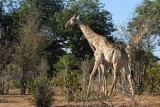 Giraffe, Chobe National Park