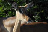 Impala, Chobe National Park