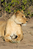 Female lion, Chobe National Park