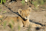 ...with cubs!  Just 500m from the park gate, Chobe National Park