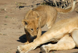 Cub probably wants more breakfast