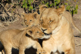 Mother lioness and cubs