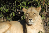 The second big lioness
