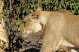 Young lion, maybe 1 1/2 or 2 years old
