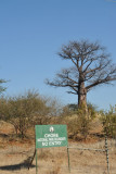 Baobab tree on the edge of Chobe National Park