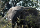 Elephant, Northern Okavango Delta