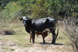 Cow checking us out, Seronga