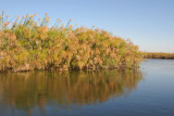 Papyrus swamps along the Okavango River near Seronga
