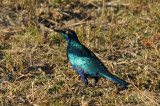 Greater Blue-eared Glossy Starling (Lamprotornis chalybaeus), Botswana