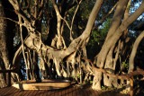 Impressive tree at Guma Lagoon Camp