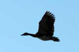 Spur-winged Goose (Plectropterus gambensis) in flight over the Okavango Delta