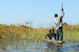 There is little wildlife to see in the northern area of the Okavango Delta