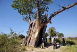 An ancient baobab that just refuses to die, Northern Okavango Delta