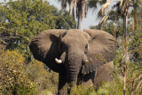 Big bull elephant, Okavango Delta walking safari