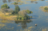 Okavango Delta elephant wading between islands