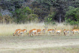Well have to do something about that...a herd of impala on the runway at McBrides (Hippo Camp)