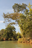 Bamboo along the Indein River