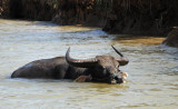 Water Buffalo