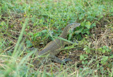 Nile Monitor, Kwando River, Namibia