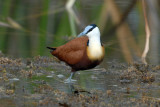 African Jacana (Actophilornis africana), Kwando River, Namibia