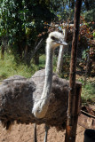 Ostrich at Eureka