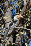 Southern Yellow-billed Hornbill (Tockus leucomelas), Namibia