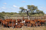 Cattle, Farm Eureka, Namibia