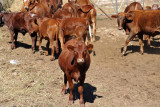 Cattle, Farm Eureka, Namibia