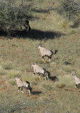 The majestic Oryx (Gemsbok)