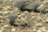 Springbok from the air