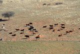 Cattle, Farm Olifantwater West