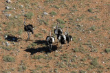 Ostrich, Farm Olifantwater West, Namibia