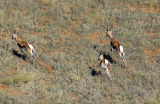 Springbok racing off