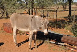 The old donkey, Olifantwater West