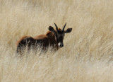 Baby gemsbok (oryx), Farm Olifantwater West