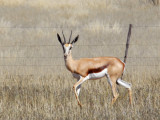 Springbok should be nervous here...theyre a regular on the farms menu