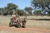 Donkey cart, Olifantwater West