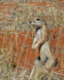 Cape Ground Squirrel (Xerus inauris)