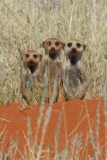The meerkats are very shy