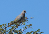 Laughing Dove (Stigmatopelia senegalensis)