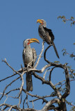 Southern Yellow-billed Hornbill (Tockus leucomelas), Namibia